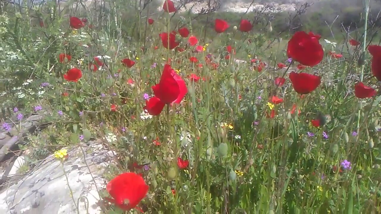 Bostan Otu Neye İyi Gelir Bostan Otu Neye İyi Gelir