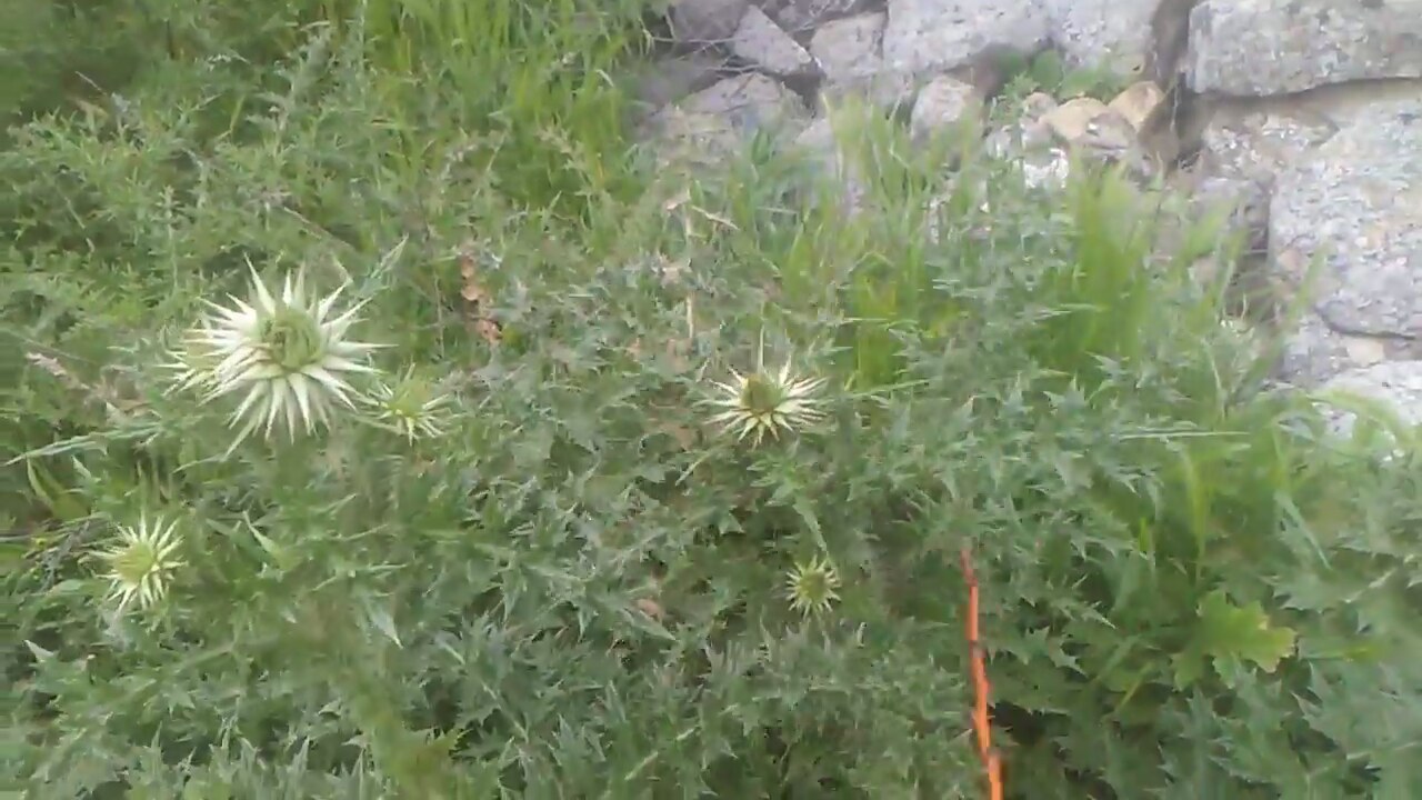 Bostan Otu Neye İyi Gelir Bostan Otu Neye İyi Gelir