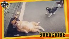 Umursamazlığın kitabını yazan kedi