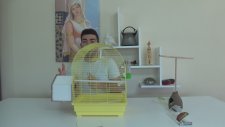 Muhabbet Kuşlarının Yuvalığı Nasıl Olmalı Ve Nasıl Yapılır?