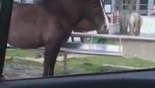 Edirne'de Sıradan Bir Durak