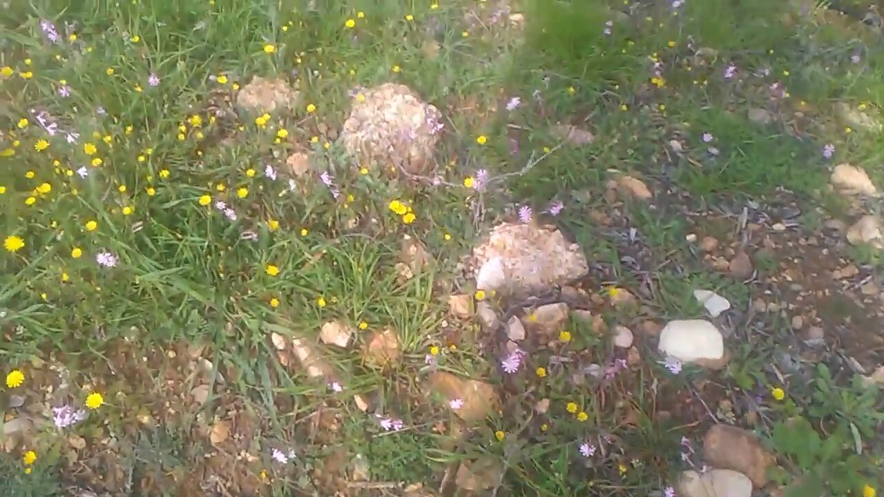 Isırgan Otu Çayı Faydaları Nedir Nasıl Yapılır Isırgan Otu Çayı Faydaları Nedir Nasıl Yapılır