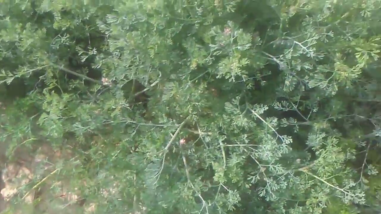 Şahtere otu faydaları Şahtere otu faydaları