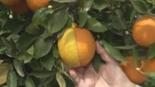 Yarısı Limon, Yarısı Portakal Meyve Hayrete Düşürdü