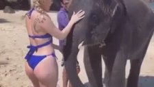 Bikinili Kadına Şaplak Atan Yavru Fil