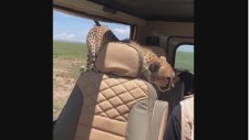 Safari Turunda Arabasına Çita Alan Adam