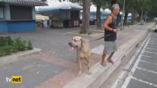 Yavrusu İçin Dev Köpeğe Saldıran Kedi