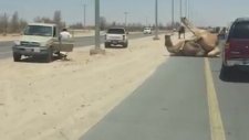 Yol Kenarında Çiftleşen Develer