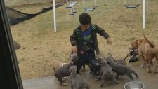 Yavru Köpeklerin Arasında Kalan Çocuğun Dramı