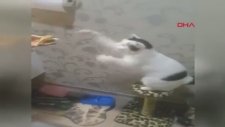 Karnı Acıkan Kedi Mama Diyor