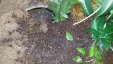 Zavallı Fareciği Gaddar Tarantulaya Yem Edip Gülen Piç