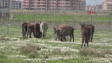Balıkesir'deki Çiftlikten Litresi 100 TL’ye Eşek Sütü