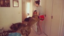 Köpekleriyle Saklambaç Oynayan Hanım Kız
