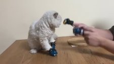 Boksöre Bağlayan Kedi