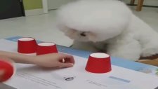 İnanılmaz Oyun Çözen Köpek