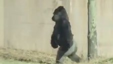İnsan Gibi Yürüyen Goril