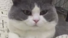 İsteksiz Davranan Kedi