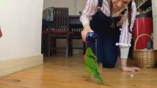 Su Dansı Yapan Papağan