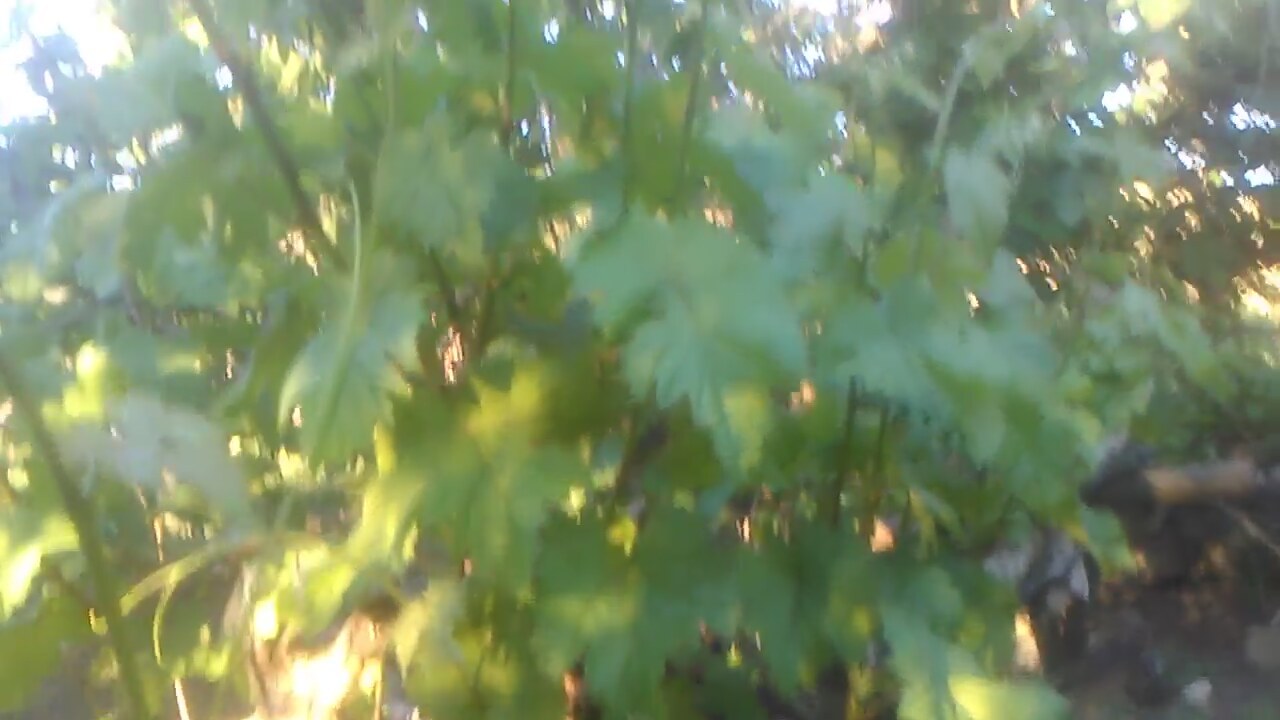 Asma yaprağının faydaları Asma yaprağının faydaları