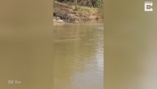 Göl Kenarında Koca Yılanı Yiyen Timsah