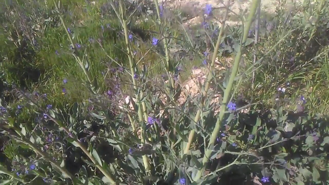 Ciğer Otu Nedir, Faydaları Nelerdir Ciğer Otu Nedir, Faydaları Nelerdir