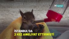 Karamel İsimli Sincabın Değişen Hayatı