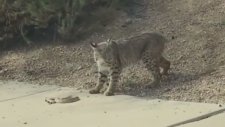 Vaşak İle Çıngıraklı Yılanın Kavgası