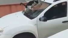 Arabanın Üstüne Sıçan Kedi ve Dayının Tepkisi