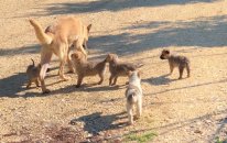 Yavru Köpekler Annelerini Kovalarken