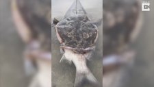 Boyuyla Bir Balığı Yutan Canavar Balık