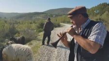 Keçileri Zurna İle Otlatan Kurnaz Çoban
