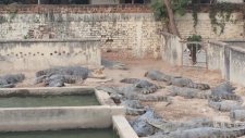 Timsahların Arasında Kalan Tavuğun Acıklı Sonu