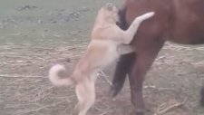 Köpeğin Acımasızca Tekmelenmesi