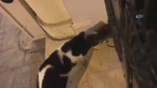 İnsanlara ve Kedilere Kafa Tutan Sokak Faresi