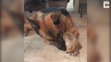 Sincap ve Köpeği Sevimli Dostluğu