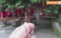 Çin'de Dev Sivrisinek Bulundu
