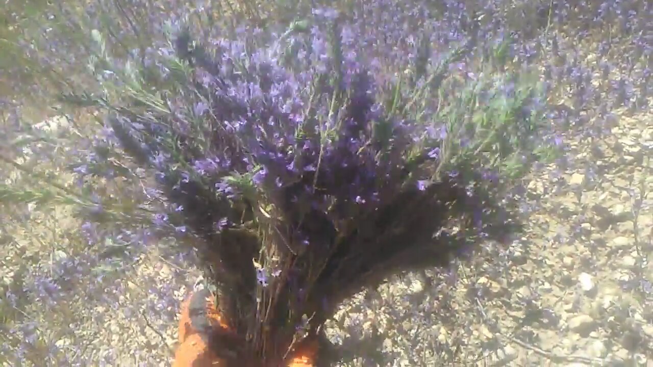 Lavantanın Yararları Nelerdir Lavantanın Yararları Nelerdir