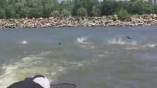 Sürat Teknesinin Arkasına Takılan Sazan Sürüsü