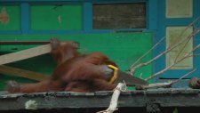 Testere Bulan Orangutan - Zeka İçerir