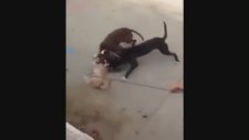 İki Pitbullun Evcil Köpeği Aralarına Alıp Paramparça Etmesi