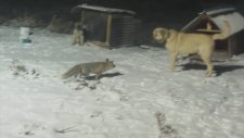 Kangal Köpeğiyle Oyun Oynayan Tilki