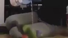 Cin Kovalayan Cennet Papağanları