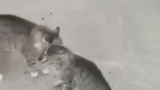 Kavga Eden Kedileri Havlayarak Ayıran Abi