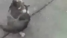 Kavga Eden Kedileri Havlayarak Ayıran Abi