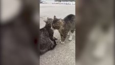Kavga Eden Kedileri Havlayarak Ayıran Yurdum İnsanı