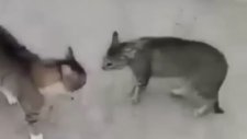 Kedi Kavgasını Havlayarak Ayıran Adam