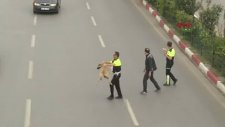Antalya'da Trafik Polisi Köpeği Yolun Karşısına Geçirdi