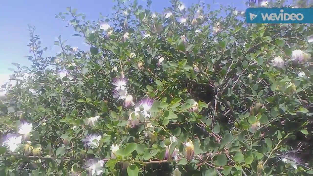 Gülhatminin Faydaları Nelerdir Gülhatminin Faydaları Nelerdir
