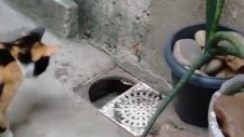 Köşeye Sıkışan Farenin Efsane Kaçışı