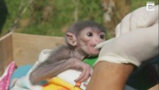 Nesli Tükenmekte Olan Javan Gibbon Bebeği